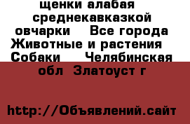 щенки алабая ( среднекавказкой овчарки) - Все города Животные и растения » Собаки   . Челябинская обл.,Златоуст г.